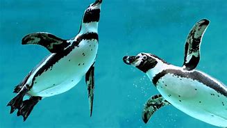 Image result for Penguin Zoo Swimming