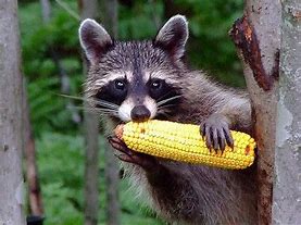 Image result for What Animals Eat Corn in North Carolina