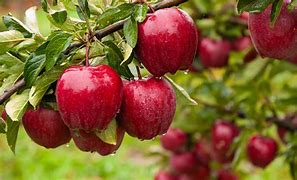 Image result for Red Delicious Apple Seedling