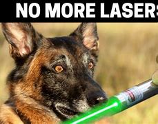 Image result for Dog Shooting Laser