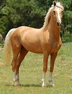 Image result for Palomino Horse Riding