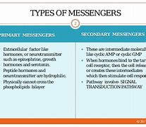 Image result for Secondary vs Primary Messengers