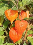 Image result for Physalis alkekengi var. franchetii