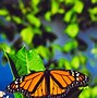 Image result for Butterfly Lock Screen Wallpaper Free