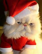 Image result for Christmas Pursin Cats