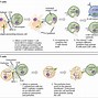 Image result for Mouse T-cell Activation
