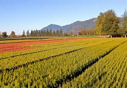 Image result for Tree Farm