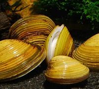 Image result for Common Clam