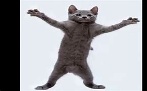Image result for Yipee Cat Dancing Meme