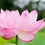 Image result for Lotus Flower Photography