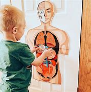 Image result for Printable Life-Size Anatomy First Grade
