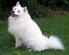 Image result for Nam Dog