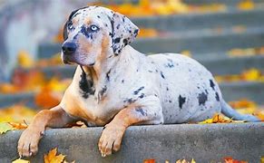 Image result for Rarest Dog Color in the World