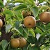 Image result for Fast Growing Fruit Trees