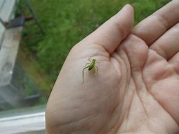 Image result for Baby Green Cricket
