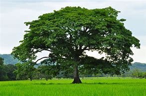 Image result for Braided Trees in Costa Rica