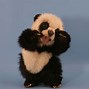 Image result for Cute Panda Babies