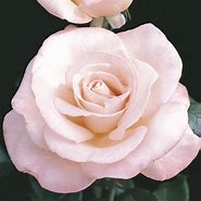 Image result for New Zealand Tea Rose