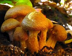 Image result for Humongous Fungus Size