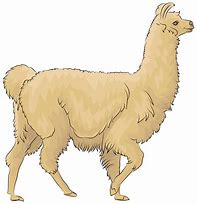 Image result for Lama PNG