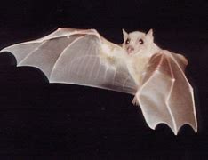 Image result for Albino Fox Bat