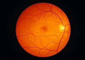Image result for Retina Eye Diagram