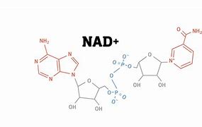 Image result for Nad Structure