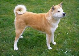 Image result for Small Dogs with Curly Tails