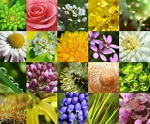 Image result for macro stock