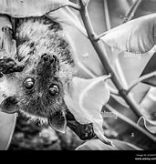 Image result for Fruit Bat Eating Mango