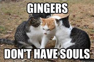 Image result for Ginger Cat Soul Meme