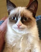 Image result for Grumpy Cat Happy Face