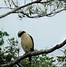 Image result for Costa Rican Rainforest Birds