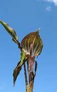 Image result for Arisaema nepentoides