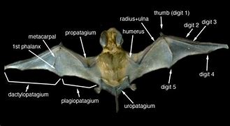 Image result for Bat Wings Back