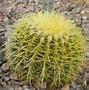 Image result for Best Desert Plants