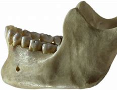 Image result for Jawbone Skeleton
