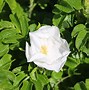 Image result for Rosa rugosa Alba