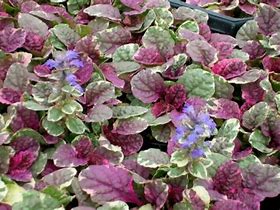 Image result for Ajuga reptans Burgundy Glow