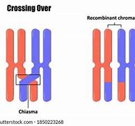 Image result for Theories of Crossing Over
