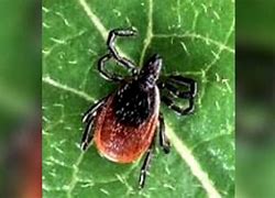 Image result for Embedded Tick Head