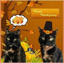 Image result for Funny Cat Thanksgiving Cards