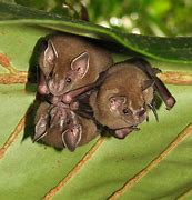 Image result for White Leaf Nosed Bat