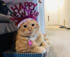 Image result for Happy New Year with Cats