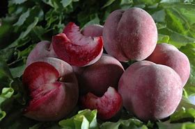 Image result for Red Flesh Peach