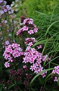 Image result for Phlox Miss Elie (Paniculata-Group)