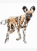 Image result for African Painted Dog Graphic No Watermark