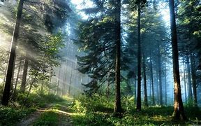 Image result for Computer Backgrounds Woods