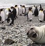 Image result for Smiling Seal Meme Twitch