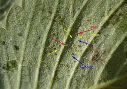 Image result for "spider-mites"